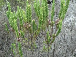 Erica coccinea subsp. coccinea bare stems